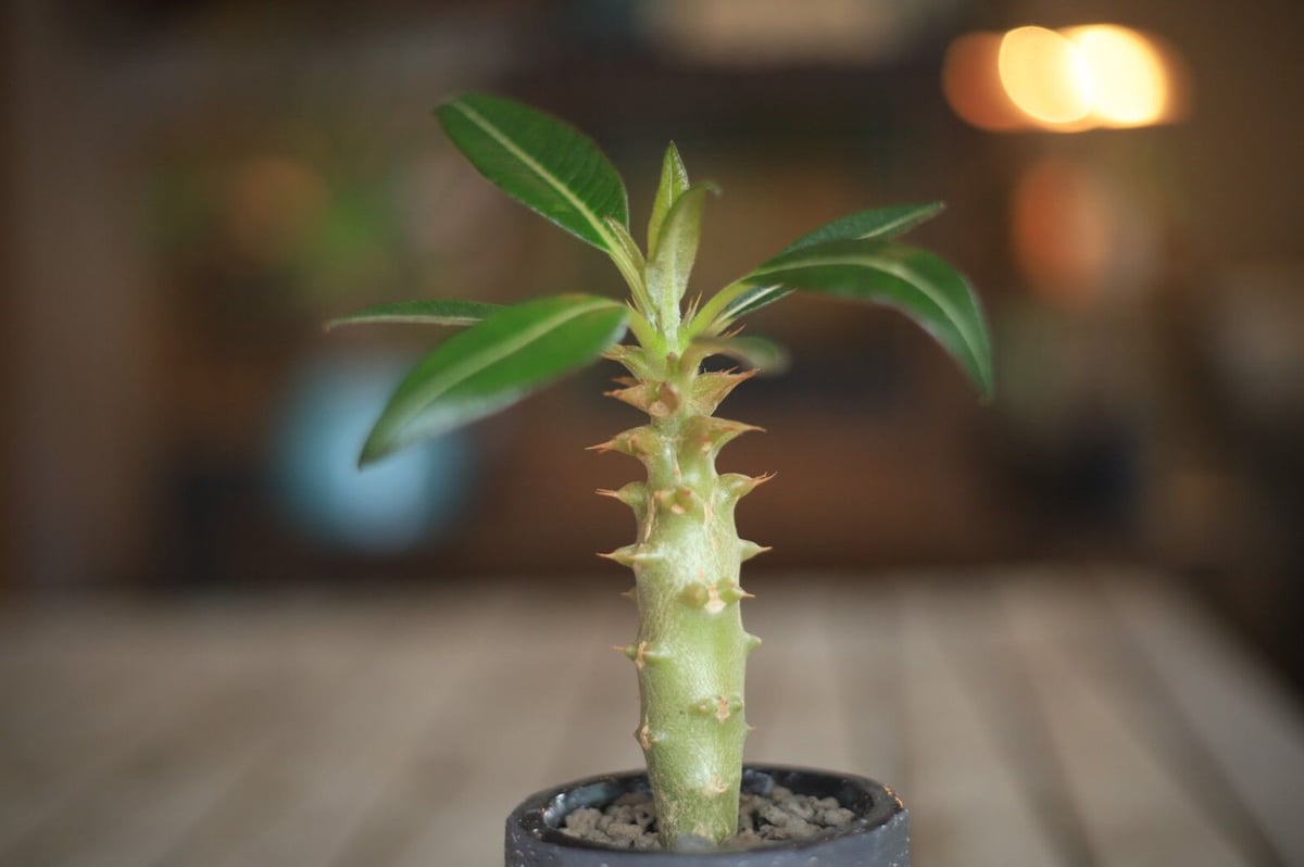 パキポディウム バロニー Pachypodium baronii パキポディウム バロニー Pachypodium baronii | mana's farm: