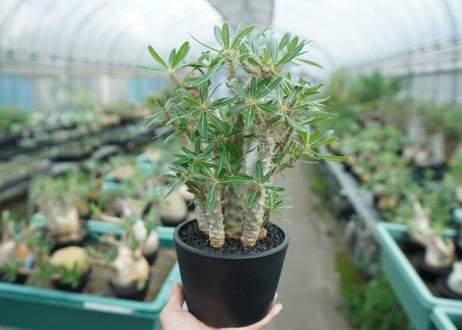 パキポディウム　ロスラーツム　Pachypodium rosulatum