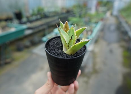 アガベ　チタノタ　黄覆輪　Agave titanota variegata