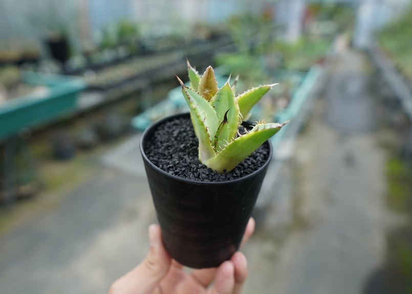 アガベ チタノタ 黄覆輪 Agave titanota variegata | mana's