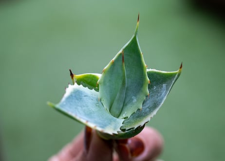 アガベ　怒電神錦　カキコ株