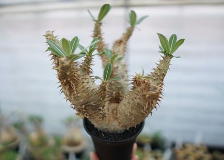 パキポディウム　デンシフローラム　Pachypodium densiflorum　No.4