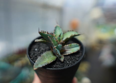 アガベ　チタノタ　 ブラックアンドブルー 　Agave titanota black and blue　No.3