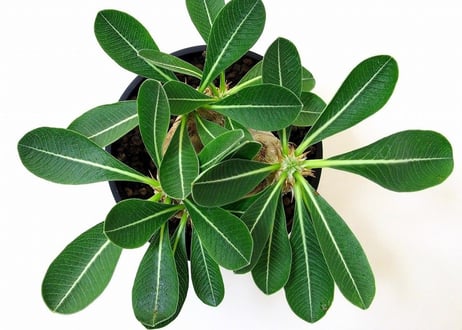 Pachypodium eburneum 　パキポディウム エブレネウム №１