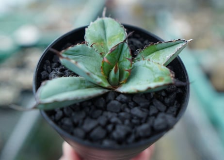 アガベ　チタノタ　 ブラックアンドブルー 　Agave titanota black and blue　No.6