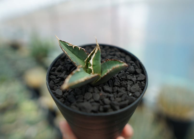 アガベ チタノタ 狼人 agave titanota 