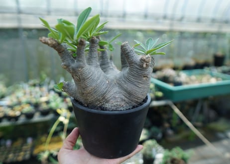 パキポディウム マカイエンセ　Pachypodium makayense　No.1