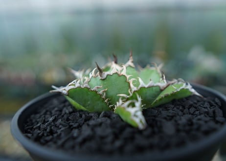 アガベ　チタノタ　フィリグリー　agave titanota filigree　No.4