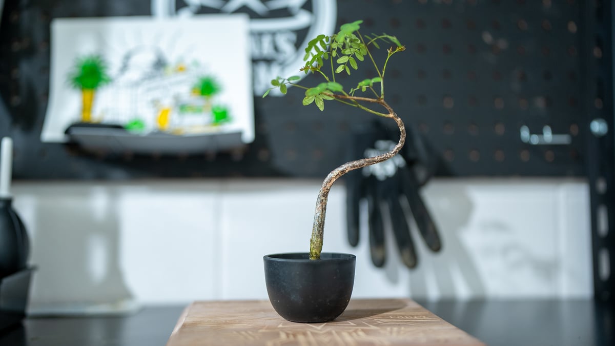 デロニクス デカリー 沖縄実生 | mana's farm:塊根植物・アガベ