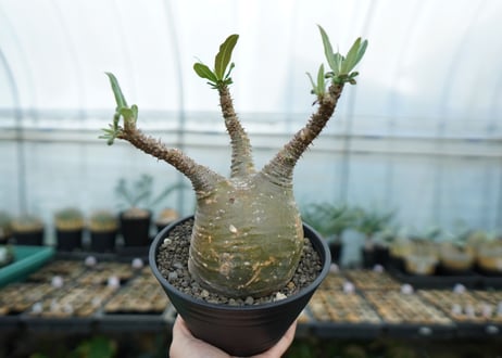 パキポディウム　グラキリス　 Pachypodium Gracilius  No.6