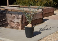 トリプルヘッドの超希少個体】ユッカ ロストラータ | mana's farm:塊根