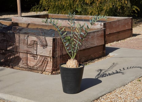 CATEGORY mana's farmの商品ページ | mana's farm:塊根植物・ア