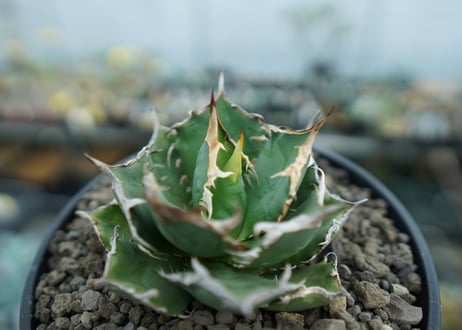アガベ　チタノタ　 FO-76 　Agave titanota FO-76  No.1