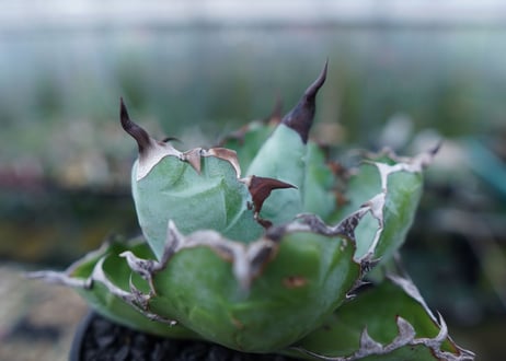 アガベ　チタノタ　 ブラックアンドブルー 　Agave titanota black and blue　No.1
