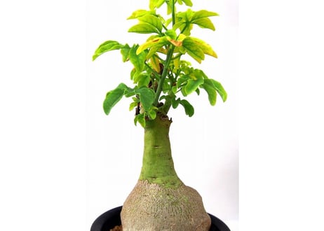 Adenia glauca 　アデニア グラウカ　幻蝶かずら
