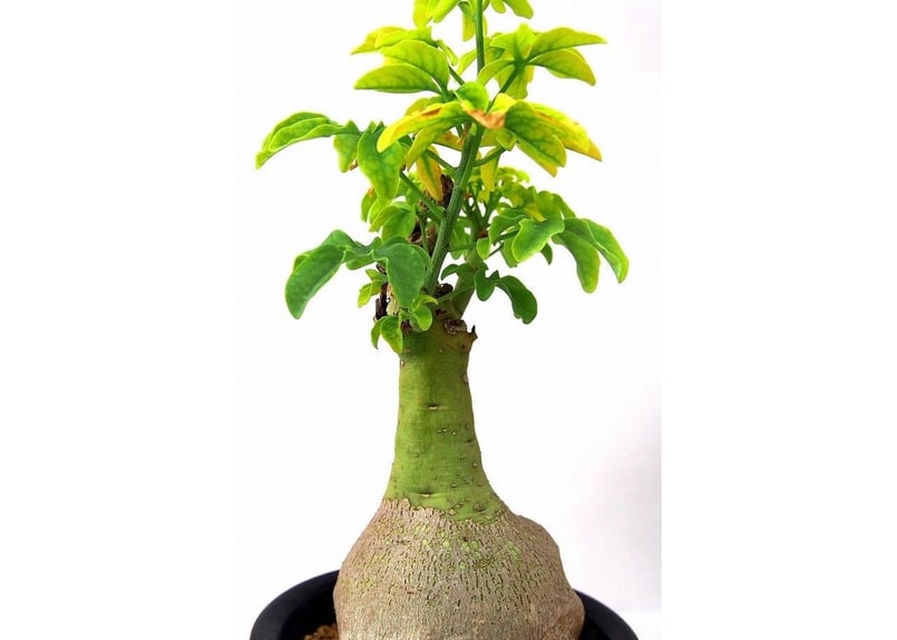 Adenia glauca アデニア グラウカ 幻蝶かずら | mana's farm:塊根