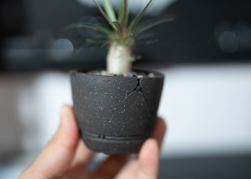 パキポディウム グラキリス 沖縄実生株 | mana's farm:塊根植物