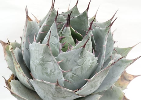 Agave parrasana Globe