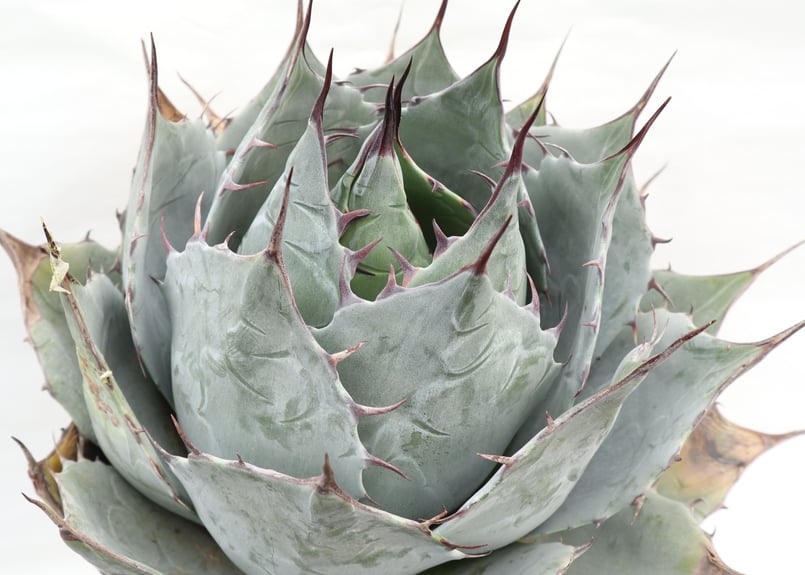 Agave parrasana Globe | mana's farm:塊根植物・アガベ・ドラ