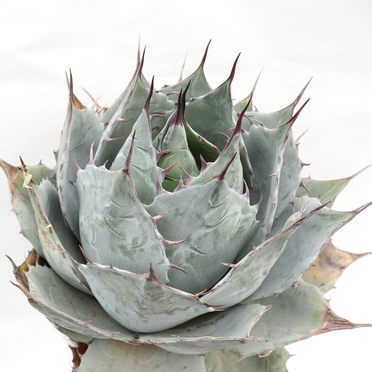 Agave parrasana Globe | mana's farm:塊根植物・アガベ・ドラ