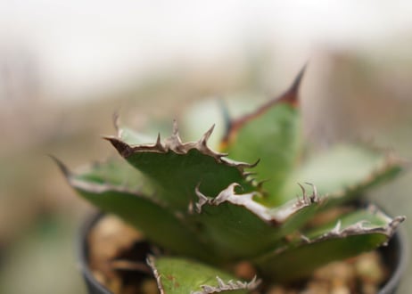 Agave titanota ” Black flame"