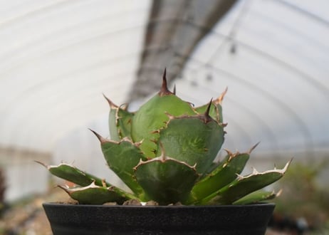 agave titanota　FO-76　NO.22