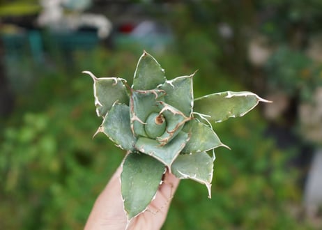 Agave titanota 白鯨 B NO.5