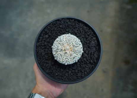 アストロフィツム　スーパー兜　Astrophytum asterias 'Superkabuto'