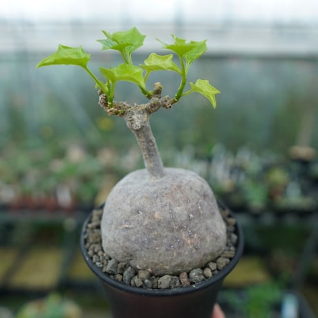 ゲラルダンサス | STORES