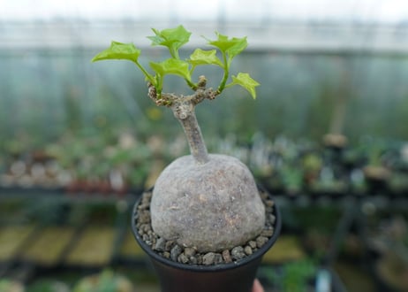 ゲラルダンサス　マクロリザス　Gerrardanthus Macrorhizus