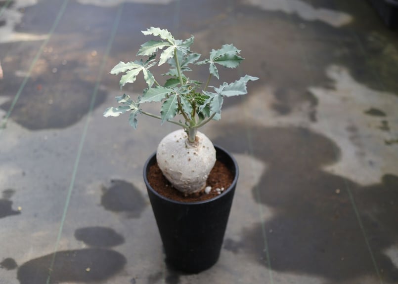 ヤトロファ ベルランディエリ 錦珊瑚 | mana's farm:塊根植物・アガベ