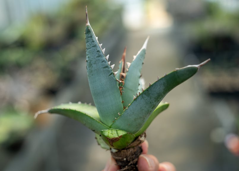 アガベ 帝釈天 カキコ株 | mana's farm:塊根植物・アガベ・ドライ