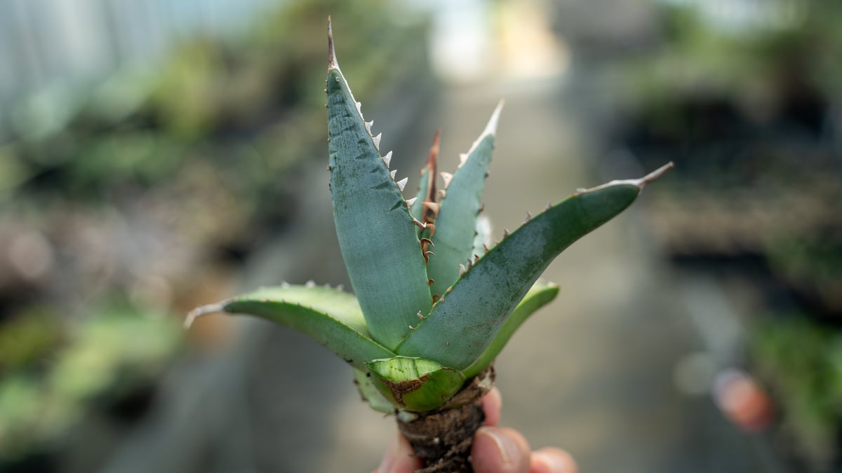 アガベ 帝釈天 カキコ株 | mana's farm:塊根植物・アガベ・ドライ