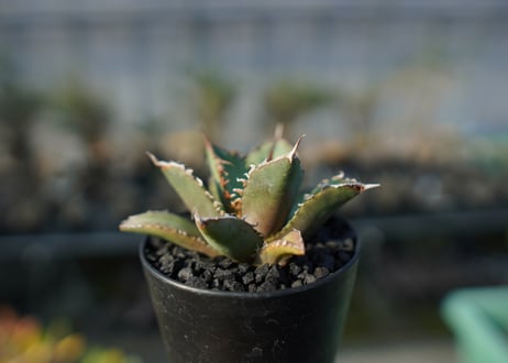 アガベ　チタノタ　FO-76 Agave titanota FO-76  No.3