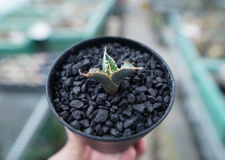 アガベ　チタノタ　FO-76　Agave titanota  FO-76　No.2