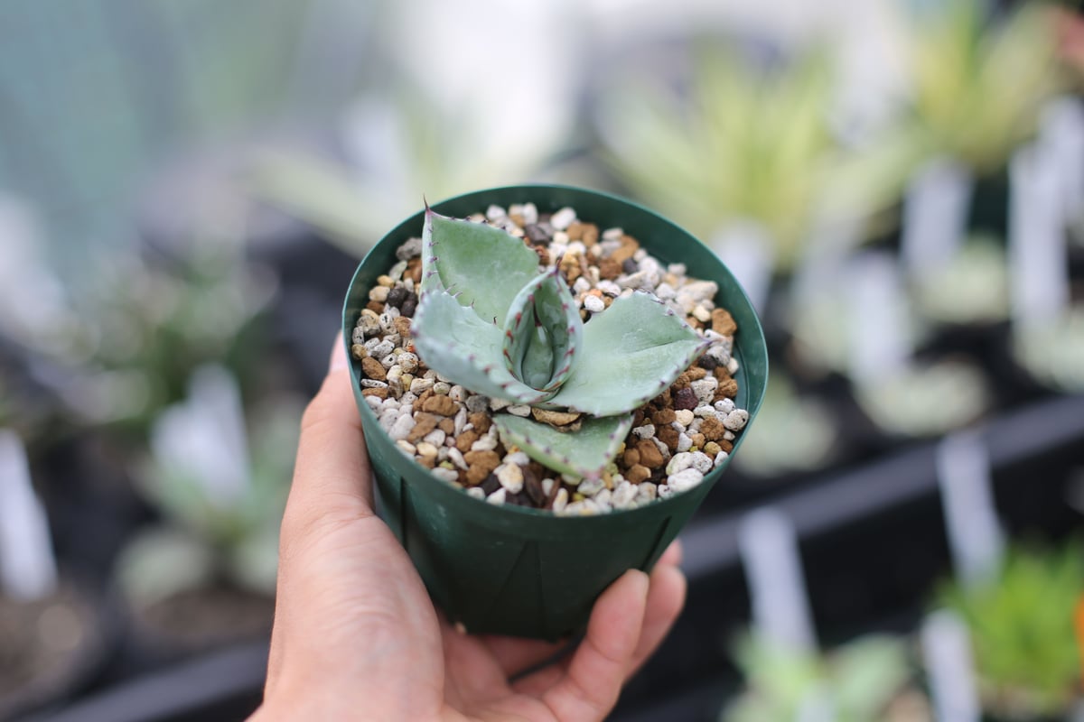 アガベ マタペンシス | mana's farm:塊根植物・アガベ・ドライガーデン