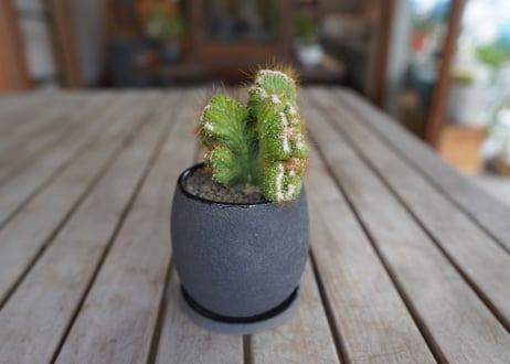 モンビレア 残雪の峰　Monvillea spegazzinii