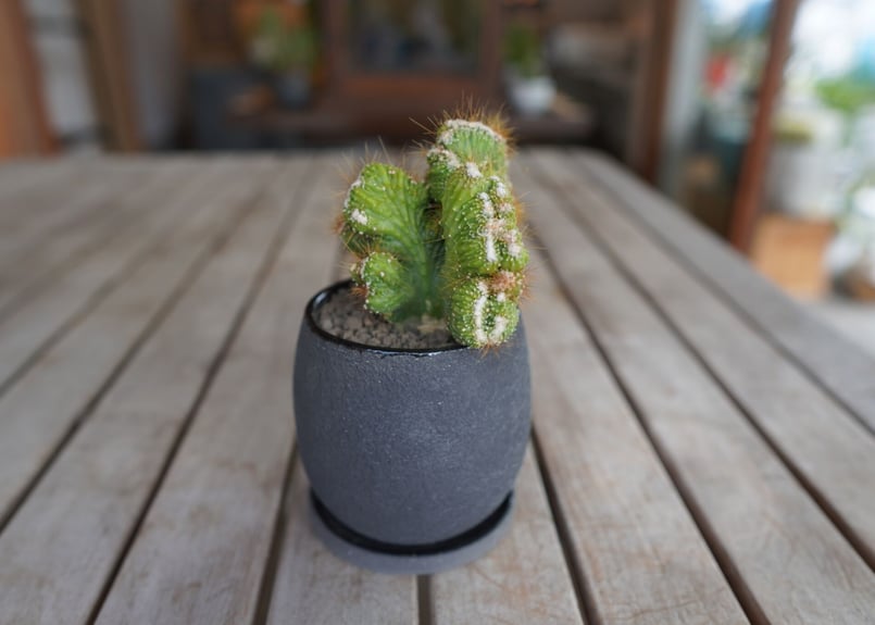 モンビレア 残雪の峰 Monvillea spegazzinii | mana's green モンビレア 残雪の峰 Monvillea spegazzinii | mana's green