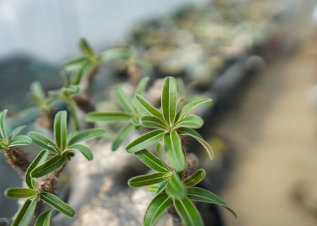 パキポディウム　グラキリス　 Pachypodium Gracilius　No.2