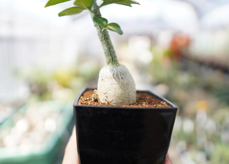 パキポディウム　ビスピノーサム　塊根植物 パキポディウム・ビスピノーサム(Pachypodium bispinosum