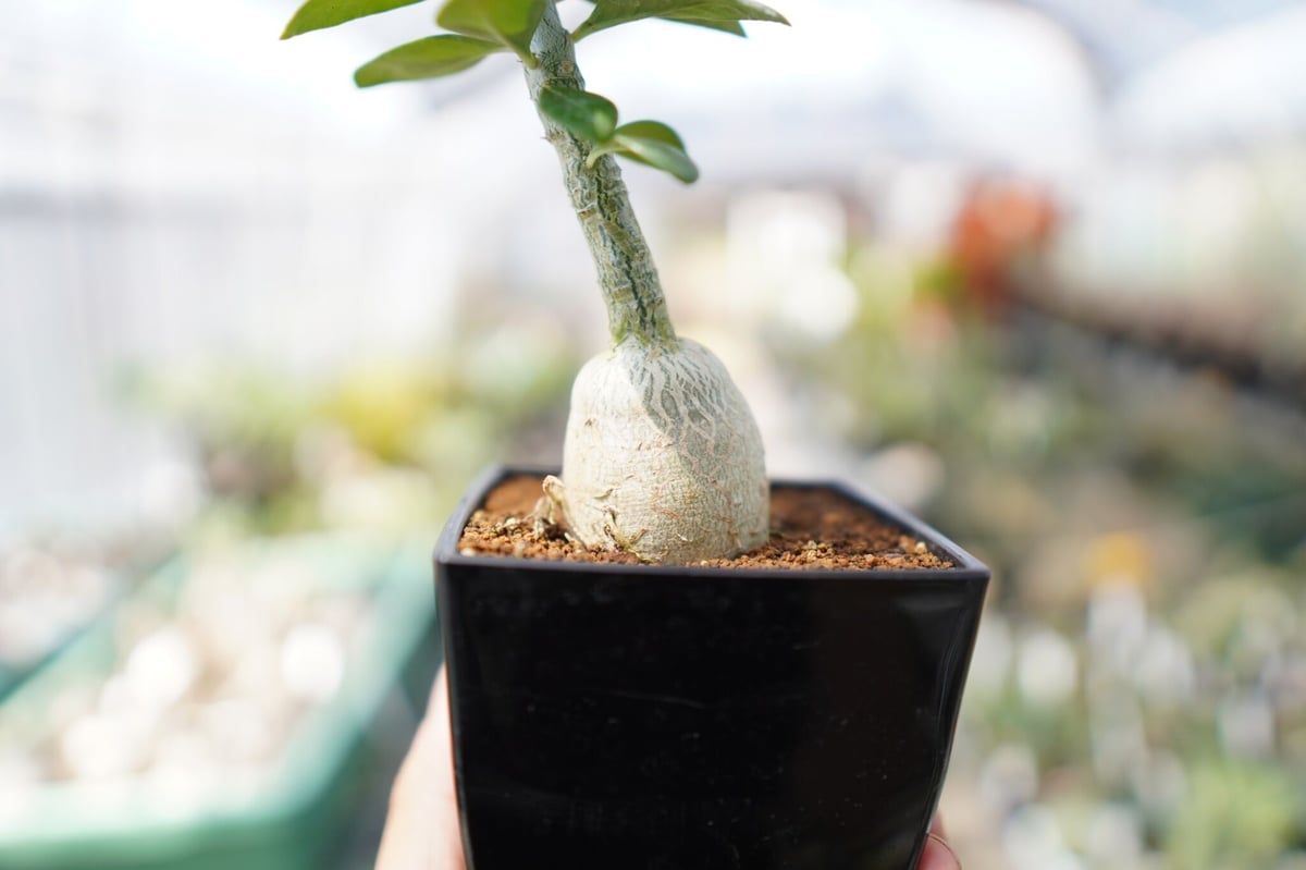 パキポディウム ビスピノーサム | mana's farm:塊根植物・アガベ