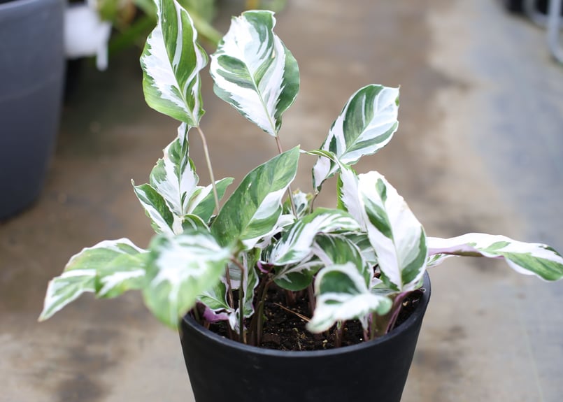 カラテア ホワイトフュージョン カラテア ホワイトフュージョン 3.5号～4号｜観葉04-PA | 観葉・多肉