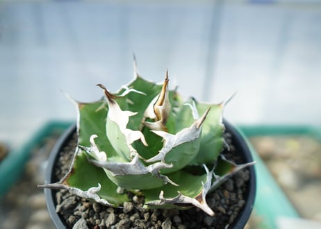 アガベ　チタノタ　獅子光　agave titanota　lion light