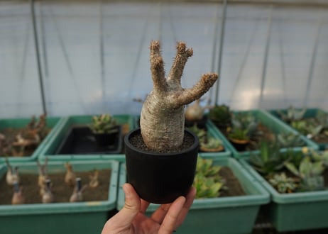 パキポディウム　グラキリス　 Pachypodium Gracilius  No.5