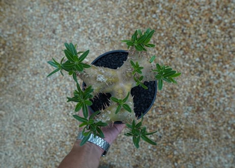 パキポディウム　デンシフローラム Pachypodium densiflorum   No.1