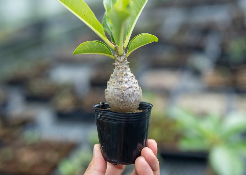 塊根植物　パキポディウム　ウィンゾリー　実生苗 パキポディウム ウィンゾリー ① 実生2年生苗 塊根植物 多肉植物