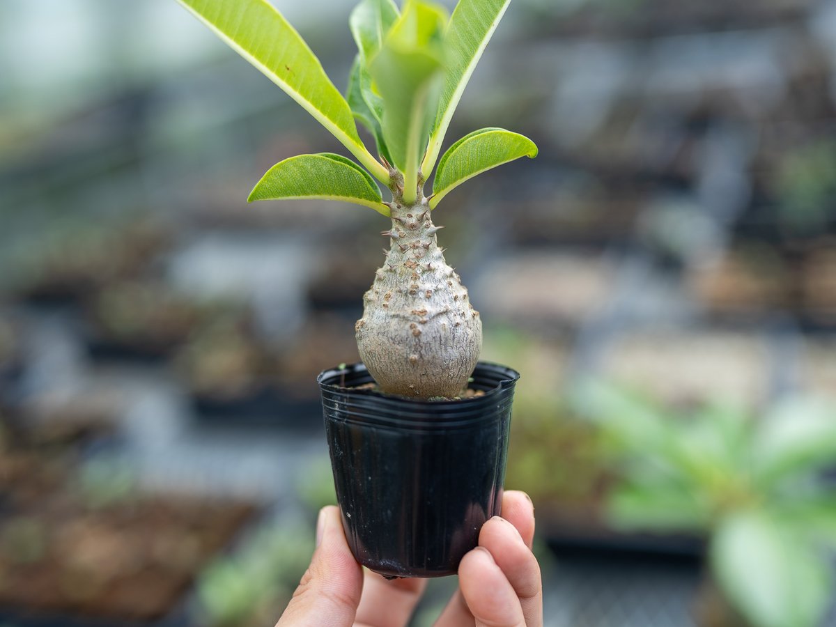 種子 20粒 パキポディウム ウィンゾリー windsorii【マダガスカル産】 20粒種子パキポディウム ウィンゾリーPachypodium windsorii