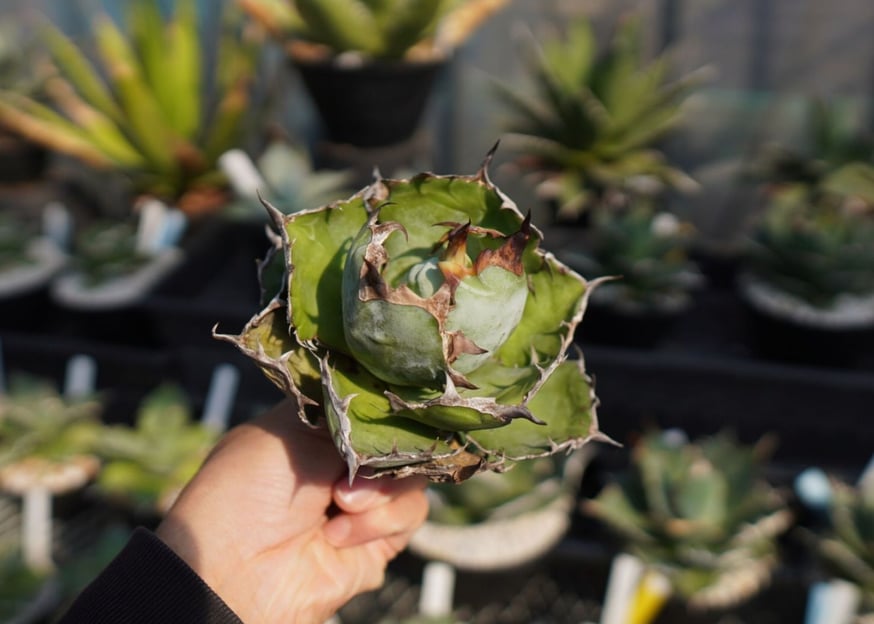 発根管理セット　塊根植物 NIKAI OPEN☺︎ プラ鉢管理株、陶器鉢仕立て株今週もたっぷり追加して