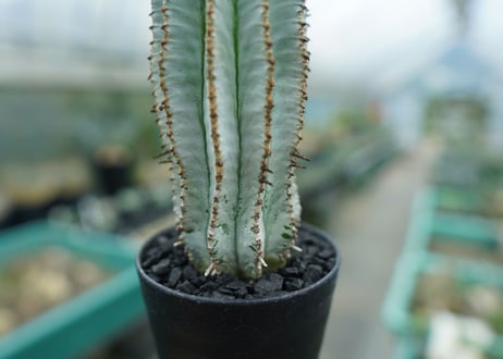 ユーフォルビア　ホリダ　スノーフレーク　Euphorbia horrida "Snowflake"