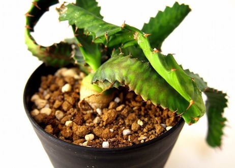 ユーフォルビア ステラータ 飛竜  Euphorbia stellata 11 未発根